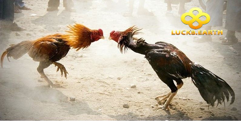 Đá Gà Luck8 3 Bí quyết chơi đá gà luck8